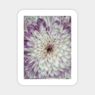 closeup macro photography of white and purple coloured dahlia bloom Magnet