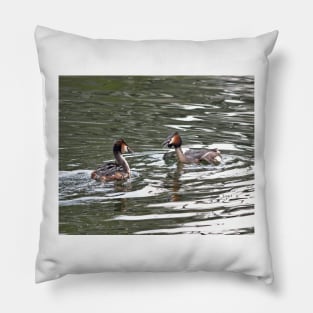 Great Crested Grebe Pillow