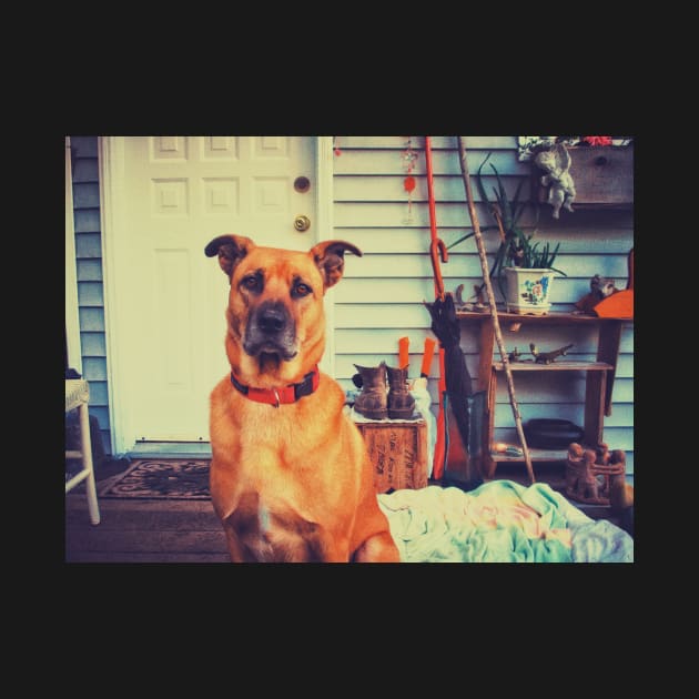 Black mouth cur dog. by Nalidsa