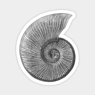 Ammonite Fossil Magnet