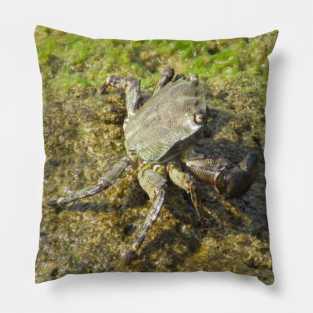 Crab photo. Pillow