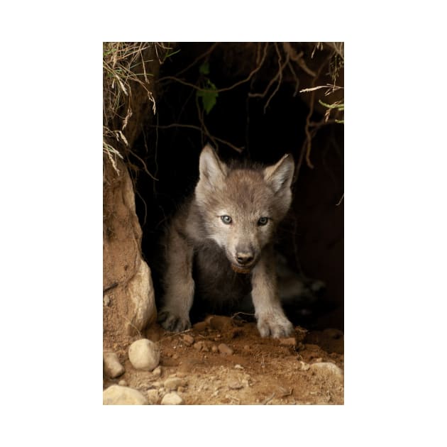 Eastern Wolf Pup by jaydee1400