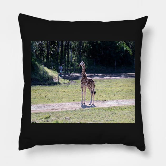 Baby Giraffe Pillow by Bevlyn