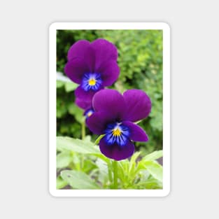 The Pansy Twins Magnet