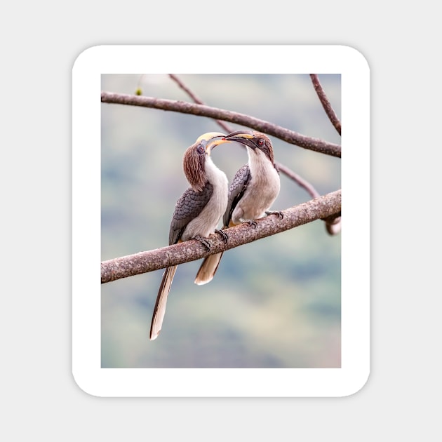 Grey Hornbill Courtship Ritual Magnet by GrahamPrentice