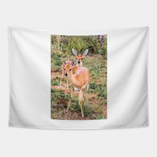 Dik-Dik Couple - Kruger National Park Tapestry