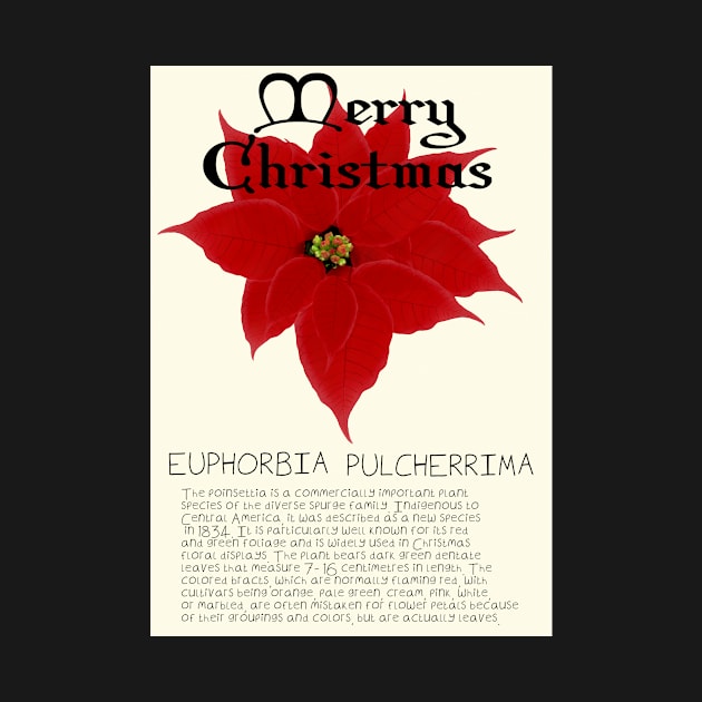 Red Poinsetta Genus Christmas Card by DesignsBySaxton