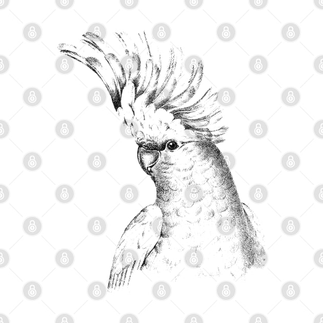 Dramabite Cockatiel Bird Parrot Cockatoo Parakeet Artistic Graphic by dramabite