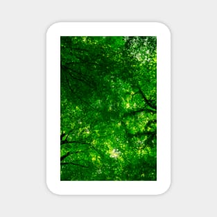 Canopy of Leaves Magnet