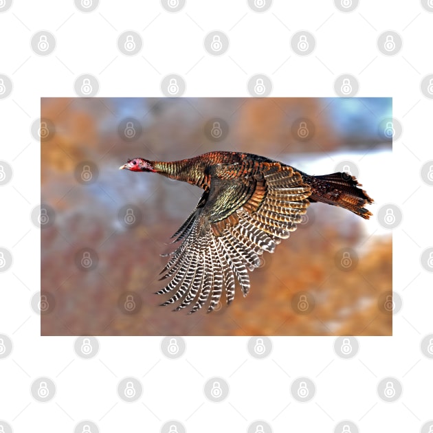 Turkey Flying - Wild Turkey, Ottawa, Canada by Jim Cumming