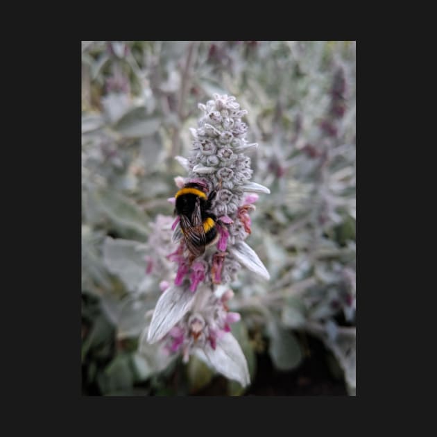 Bumblebee on Lambs Ear Flower by MitaDreamDesign