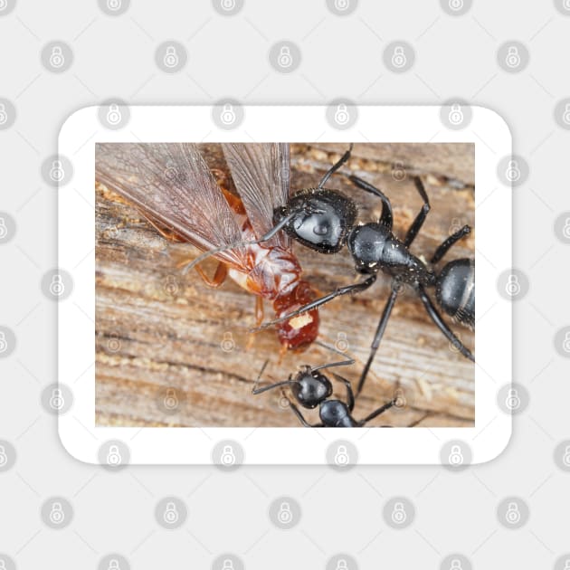 Carpenter ants fighting a dampwood termite Magnet by SDym Photography