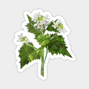 Garlic Mustard Magnet