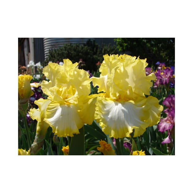 Yellow Bearded Iris Cottage Garden Flowers by SarahRajkotwala