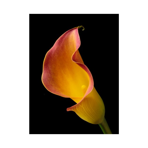 Wonderful Red Yellow Calla lily by photogarry