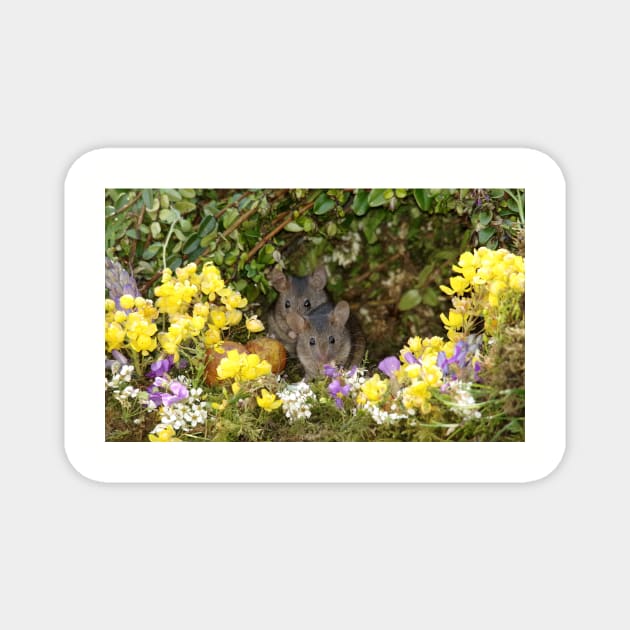 pair of wild mice spring flowers Magnet by Simon-dell