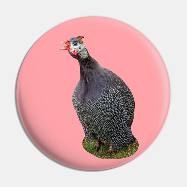 Helmeted Guineafowl Pin by dalyndigaital2@gmail.com