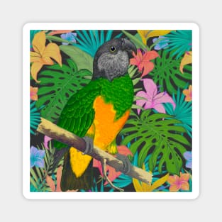 Senegal Parrot Tropical Design Magnet