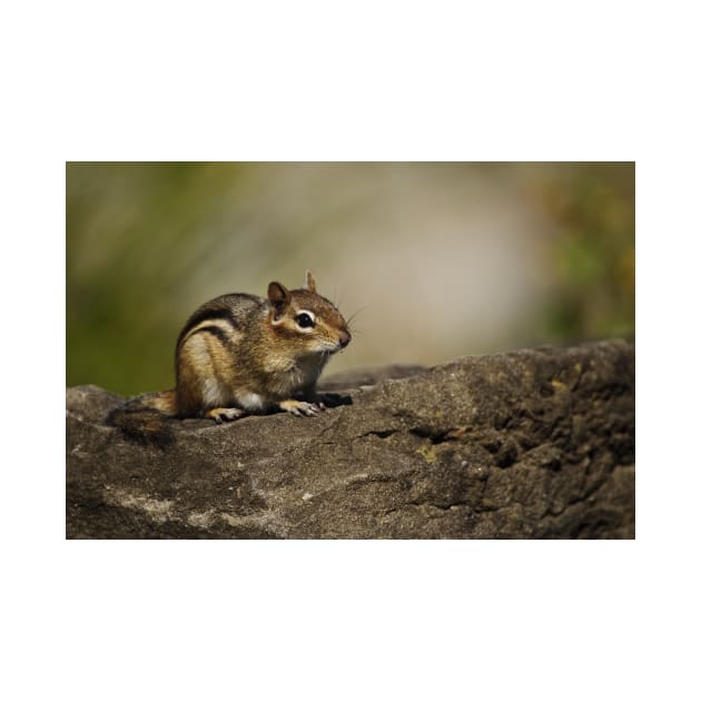 Chipmunk by jaydee1400