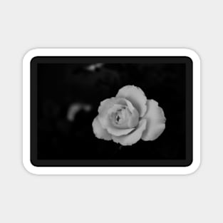 single white rose blossom in black and white Magnet