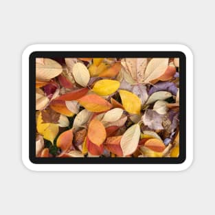 Forest Bathing with Fall Leaves Magnet