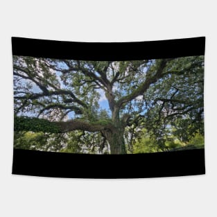 Tranquil Majesty: Audubon Park's Sprawling Oak Tree Tapestry