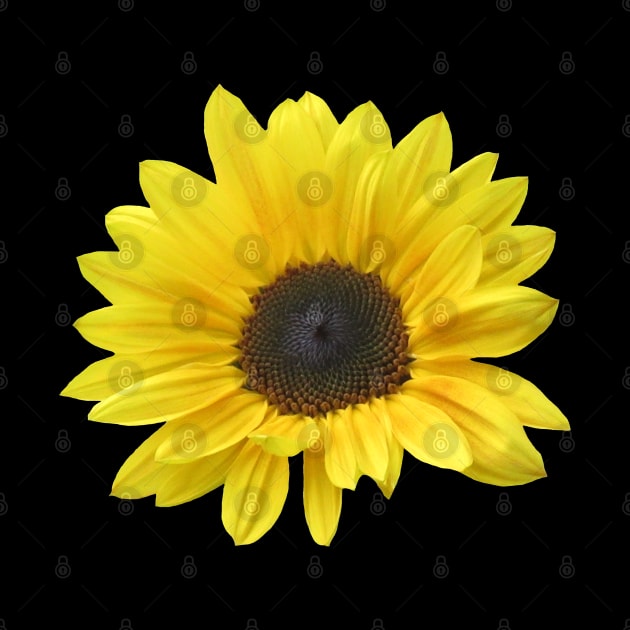 sunflower, sunflowers, bloom, floral by rh_naturestyles