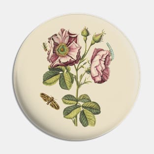 Rose Flower with Insects Vintage Botanical Illustration Pin