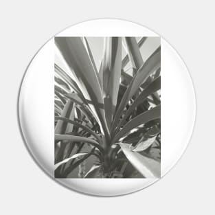 Yucca plant close up, black and white nature photography Pin