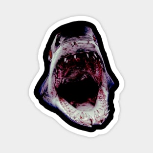 Shark Attack Magnet