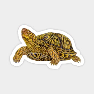 Box Turtle Magnet