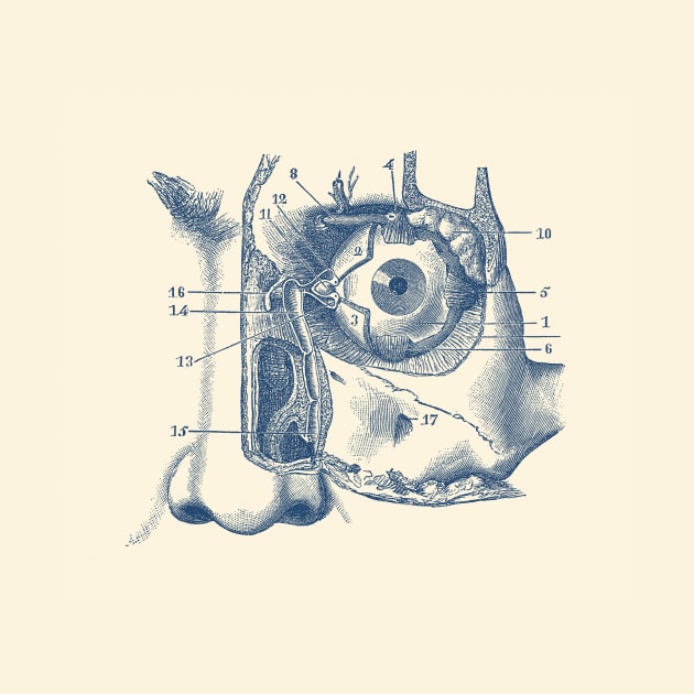 Human Eye and Tear Duct Diagram - Vintage Anatomy by Vintage Anatomy Prints