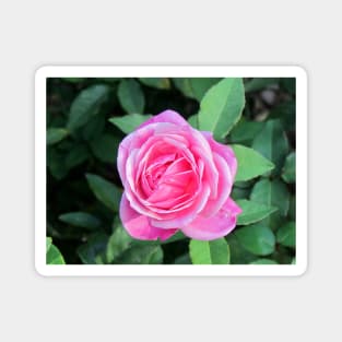 Pink Rose Magnet