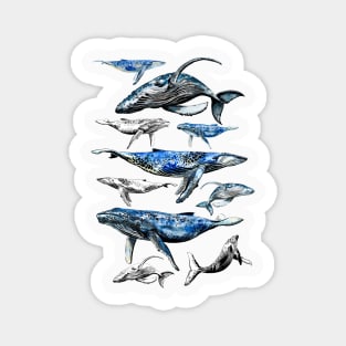 whales Magnet