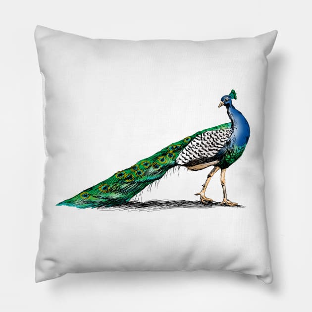 Peacock Sketch Pillow by rachelsfinelines