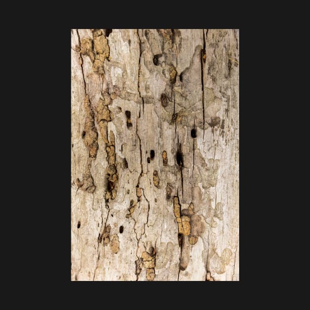 Termite Wooden Surface by textural