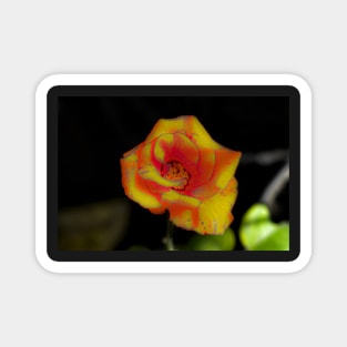 Yellow red rose blossom Magnet