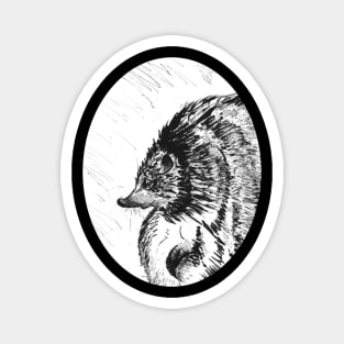 Hedgehog ink drawing - vintage style wildlife inspired art Magnet