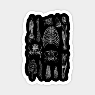 Vintage human anatomy Magnet