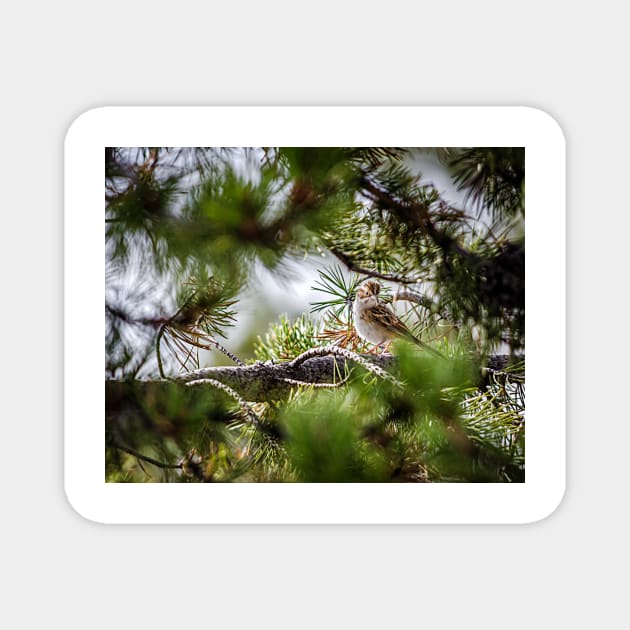 Sparrow In The Pines by Debra Martz Magnet by Debra Martz