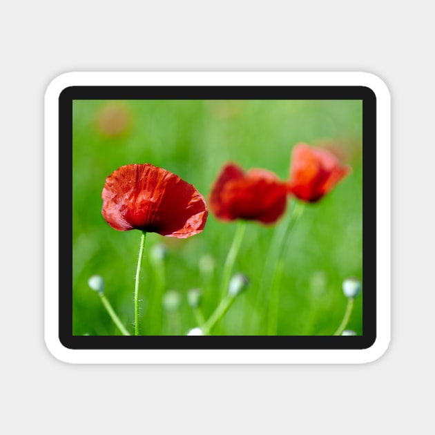 Poppies closeup with selective focus in a field Magnet by naturalis