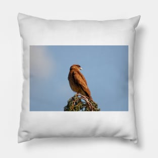 121115 falcon hawk Pillow