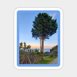 Solo Beach Tree Magnet