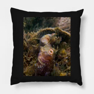 A Seaweed Blenny Fight Pillow