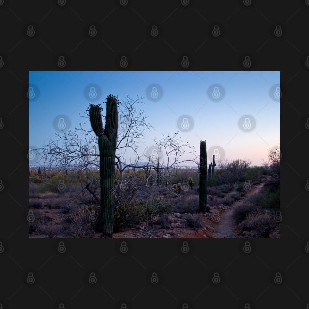 Walking with Saguaro by valentina9