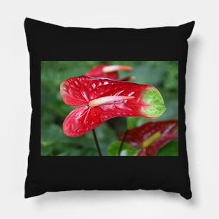 Bi-colour Anthurium Pillow