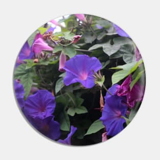 Spring Morning Glories in Blue Pin