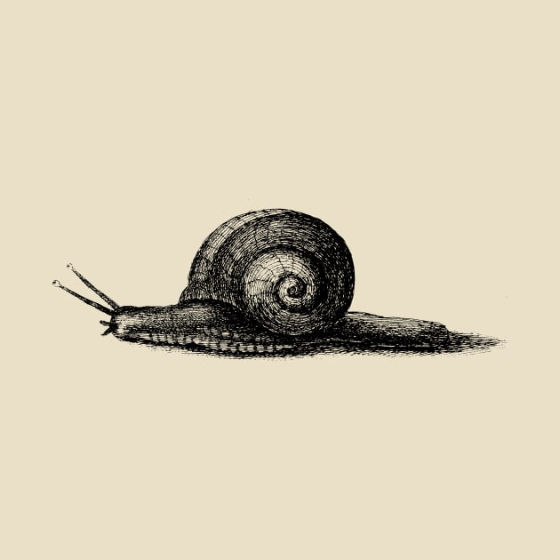 Snail Etching by metaphysical