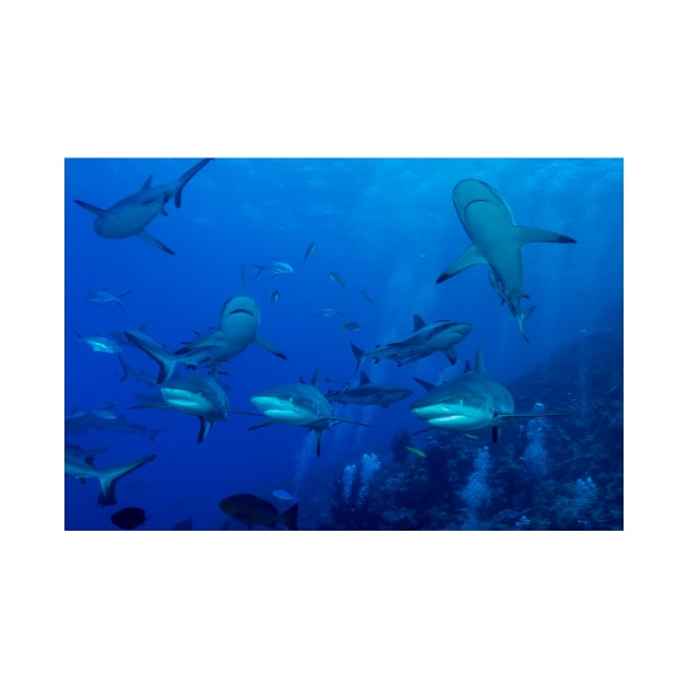 Grey Reef Sharks Great Barrier Reef Australia by seaearthandsky