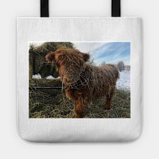 Scottish Highland Cattle Calf 1895 Tote